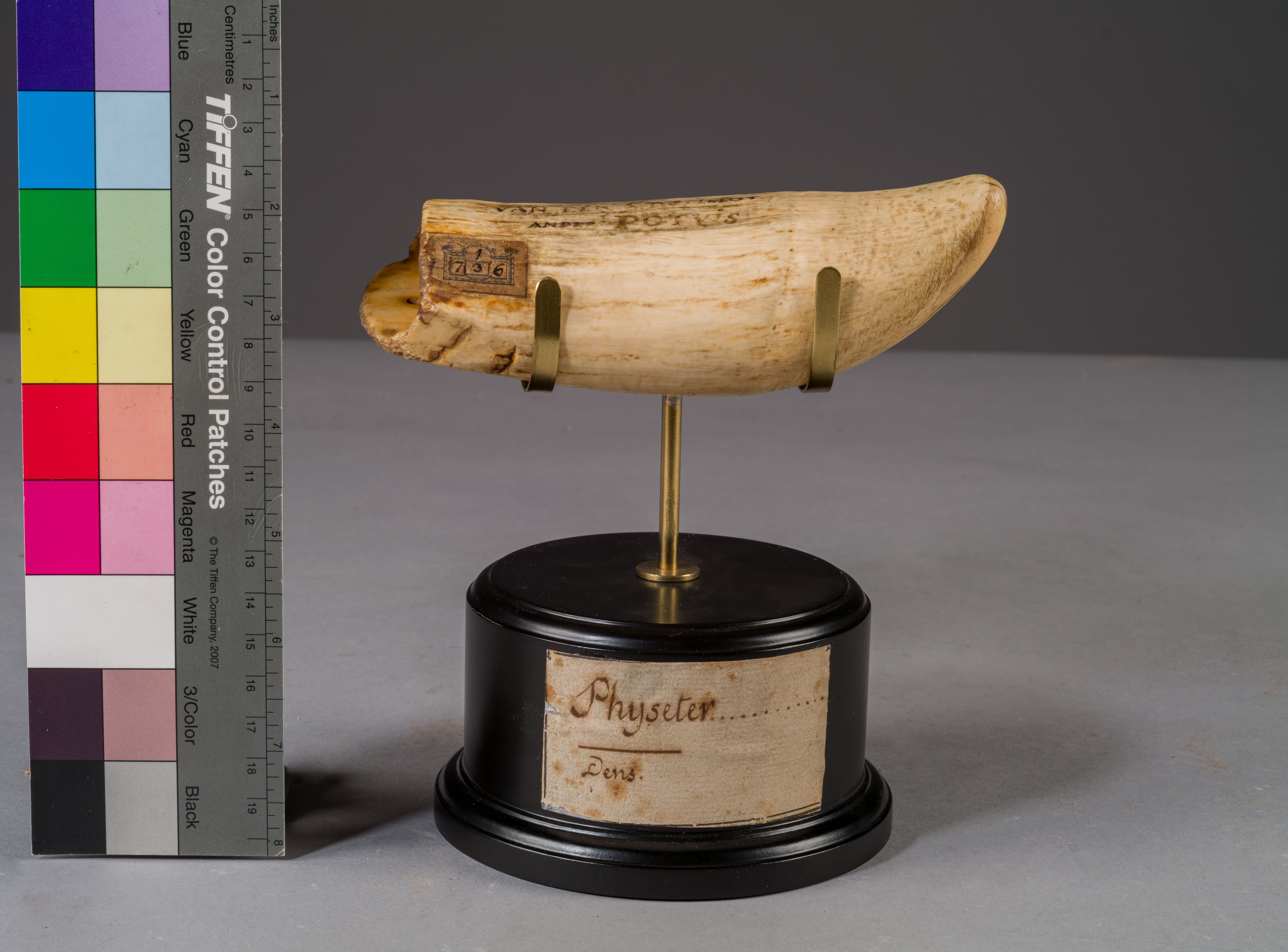 VERTEBRATI/ MAMMIFERI/ capodoglio (esemplare)