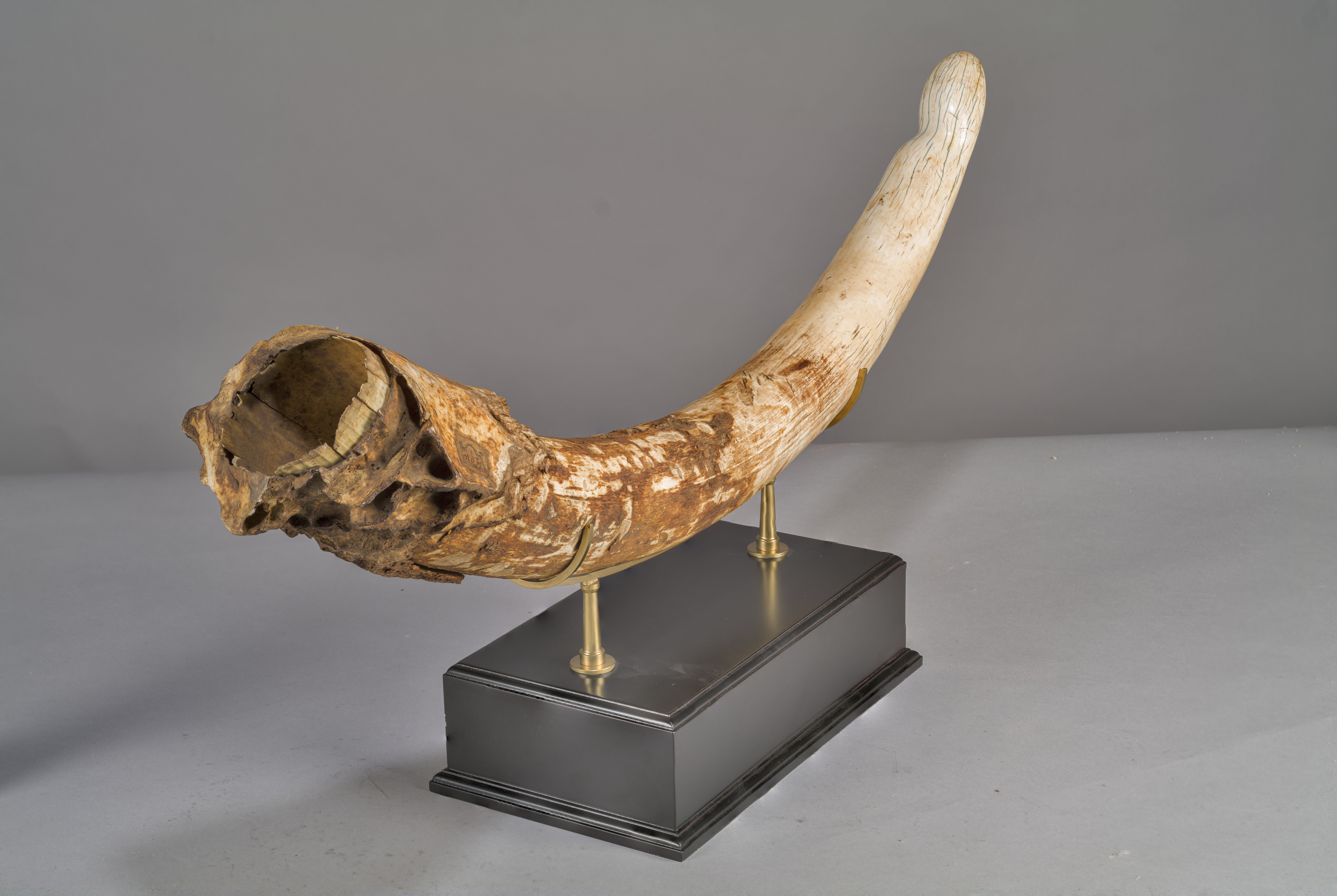 VERTEBRATI/ MAMMIFERI/ elefante (esemplare)