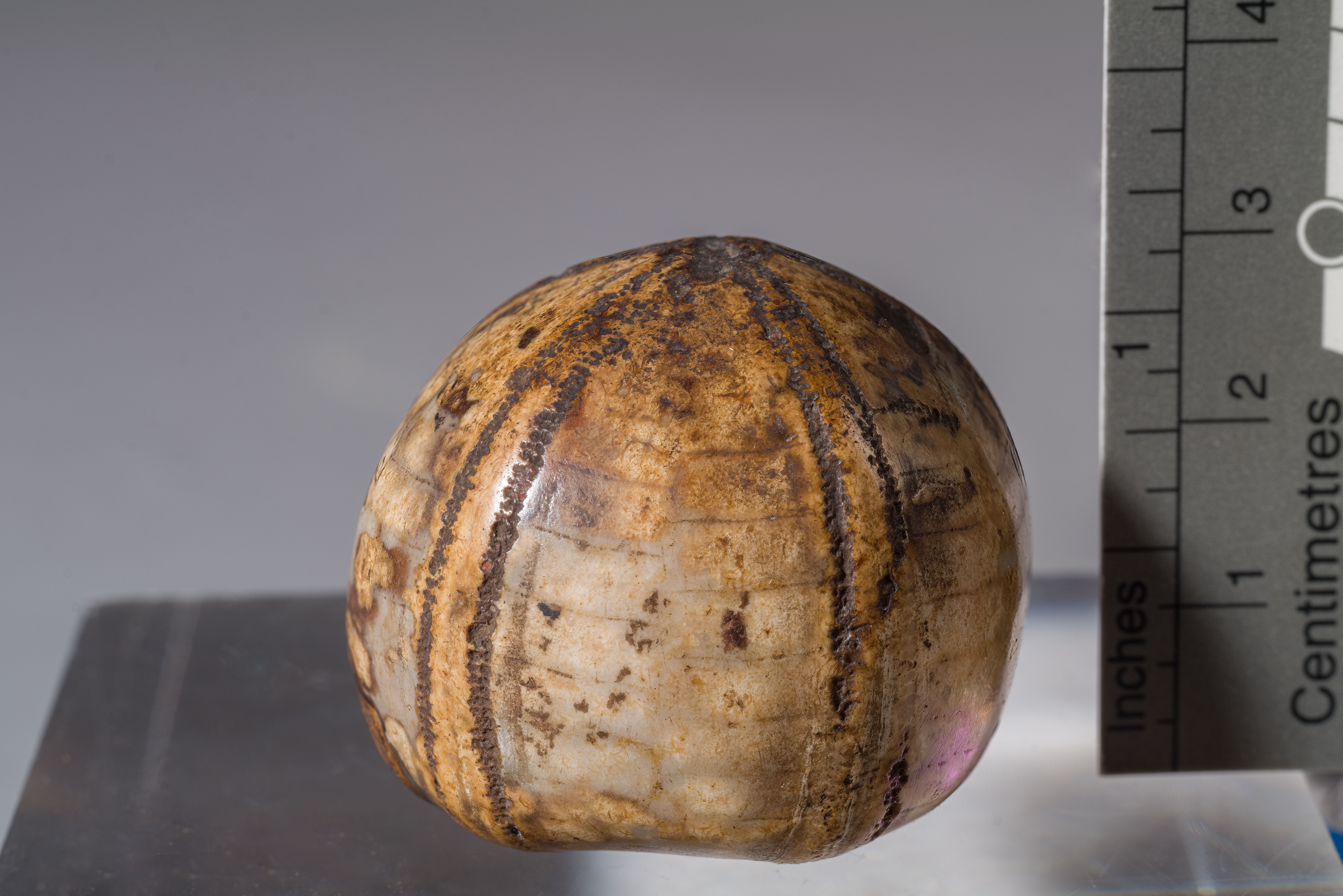 fossile (echinide fossile silicizzato, esemplare)