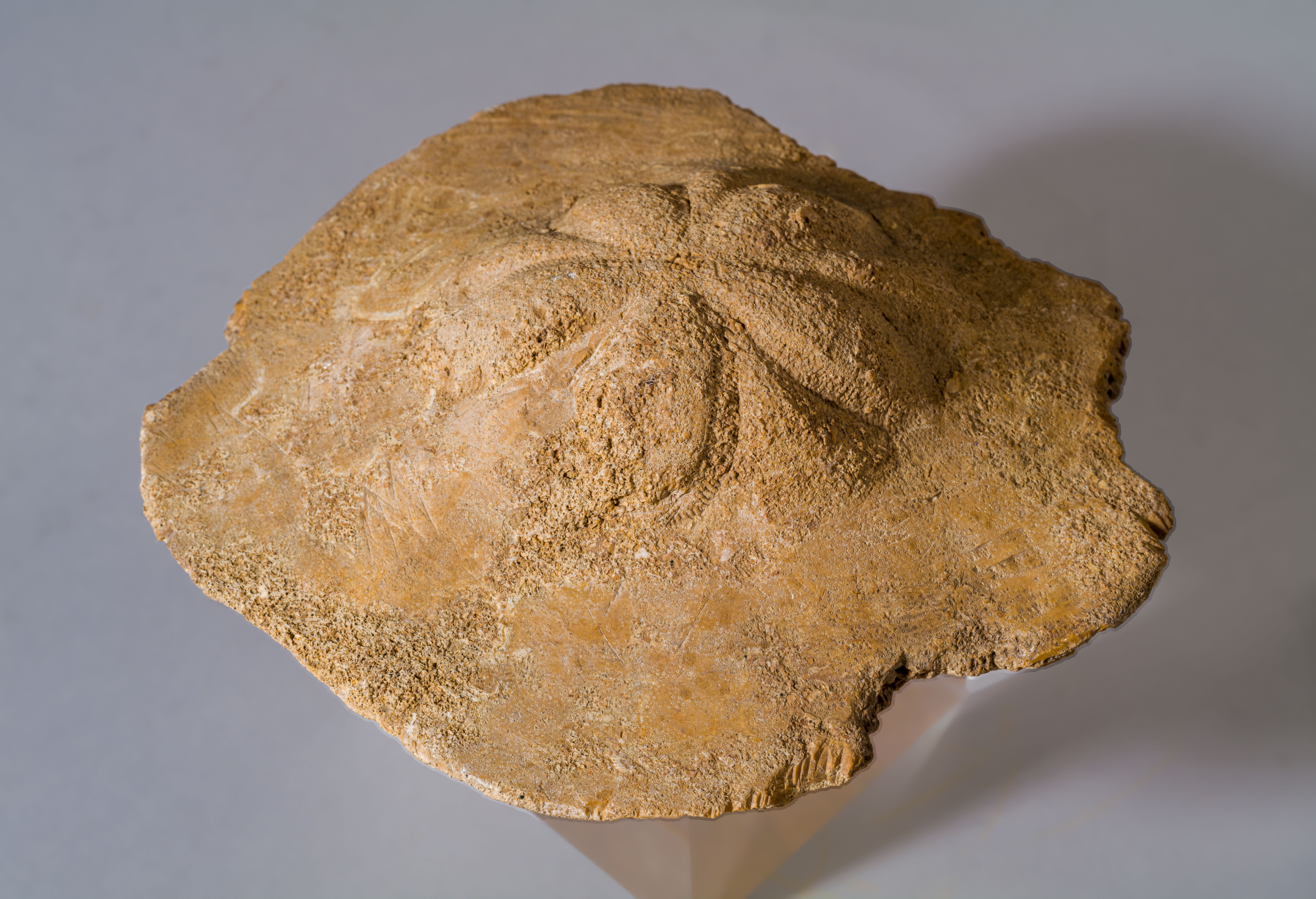 fossile (riccio di mare, esemplare)