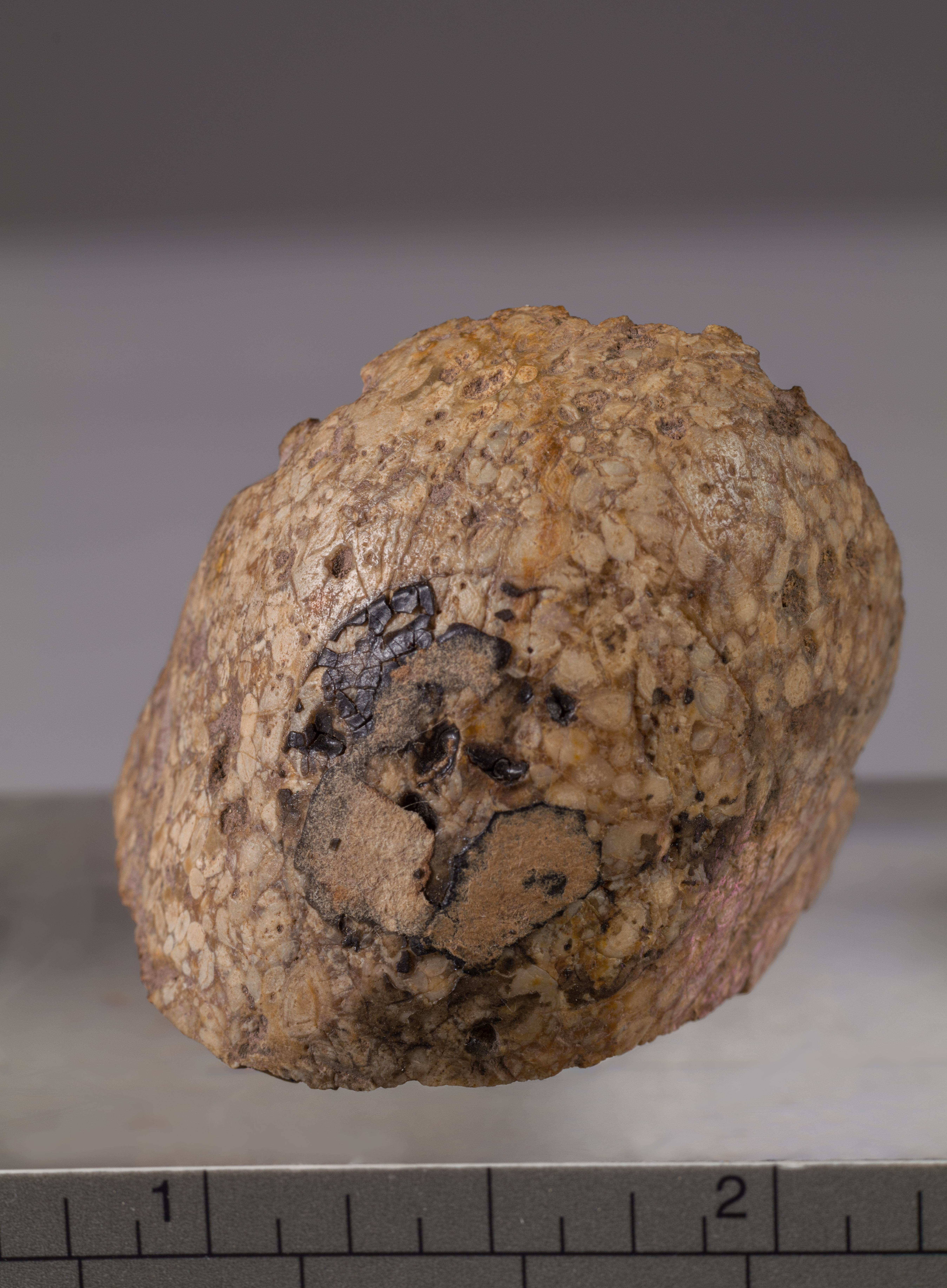 fossile (calcare ad alveolinidi, esemplare)