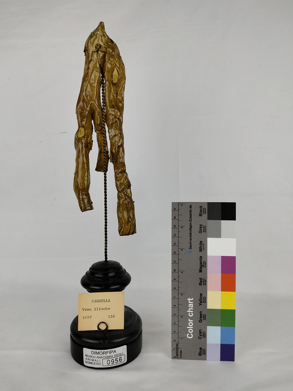 VERTEBRATI/ MAMMIFERI/ cammello (esemplare)