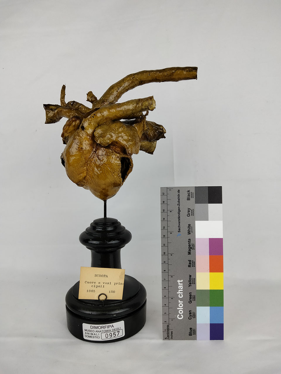 VERTEBRATI/ MAMMIFERI/ maiale (esemplare)