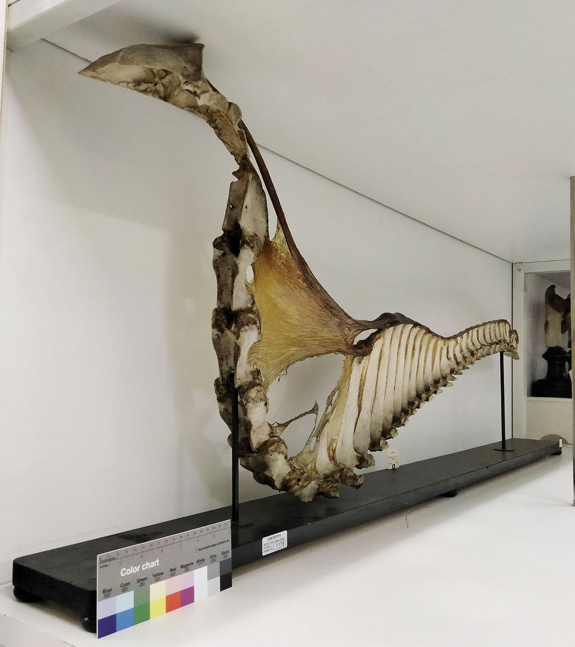 VERTEBRATI/ MAMMIFERI/ cavallo (esemplare)