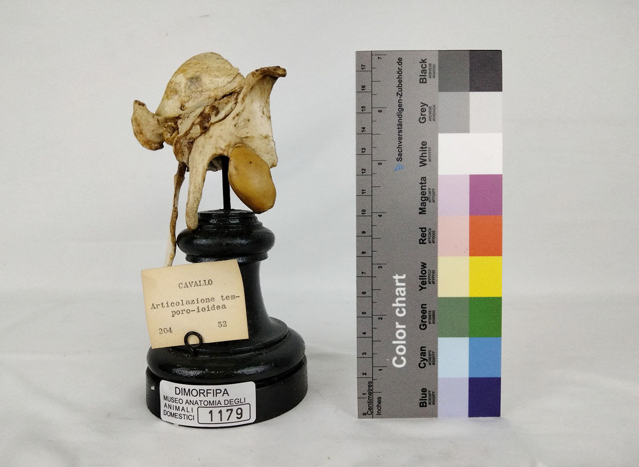 VERTEBRATI/ MAMMIFERI/ cavallo (esemplare)