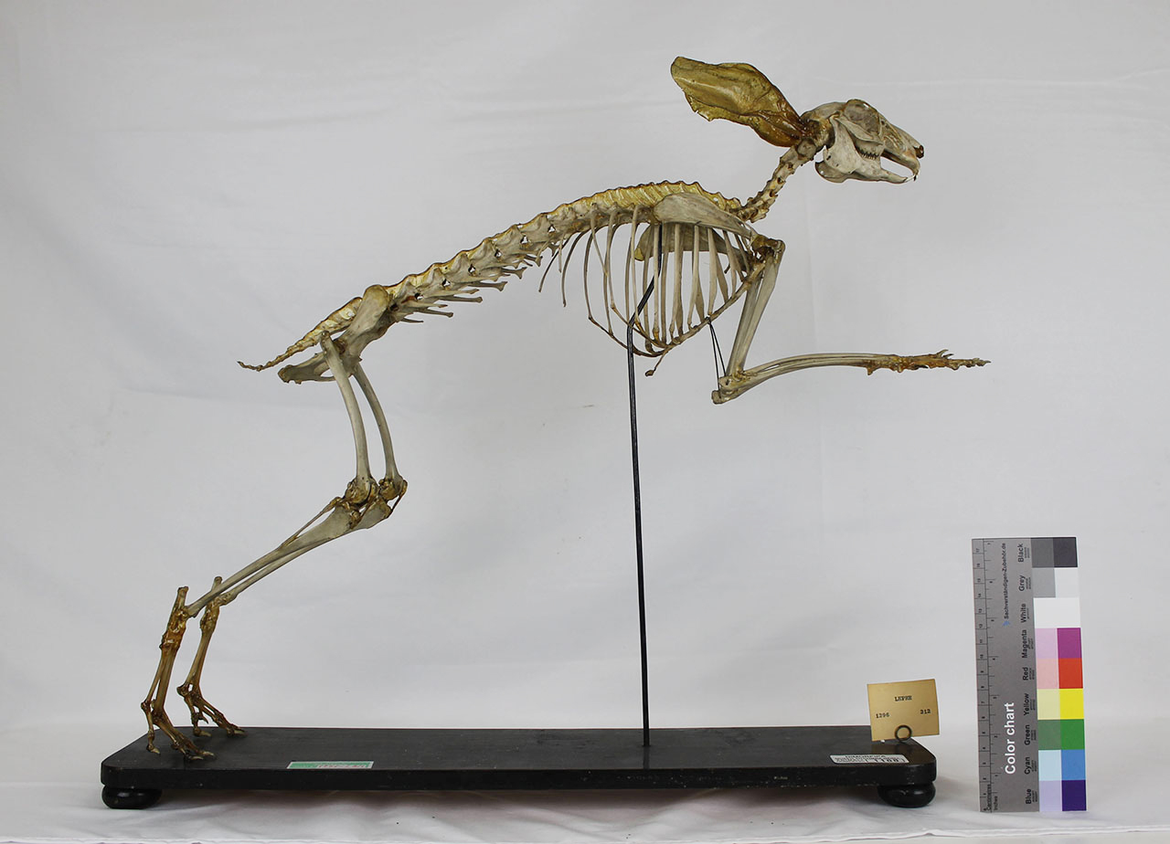 VERTEBRATI/ MAMMIFERI/ lepre (esemplare)