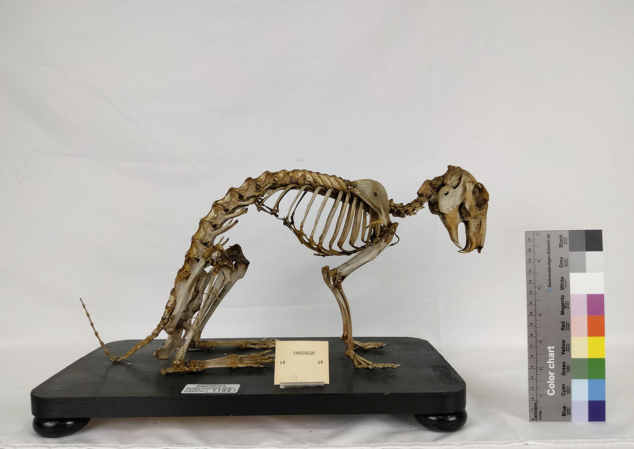 VERTEBRATI/ MAMMIFERI/ coniglio (esemplare)