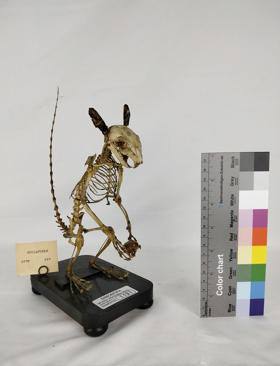 VERTEBRATI/ MAMMIFERI/ scoiattolo (esemplare)