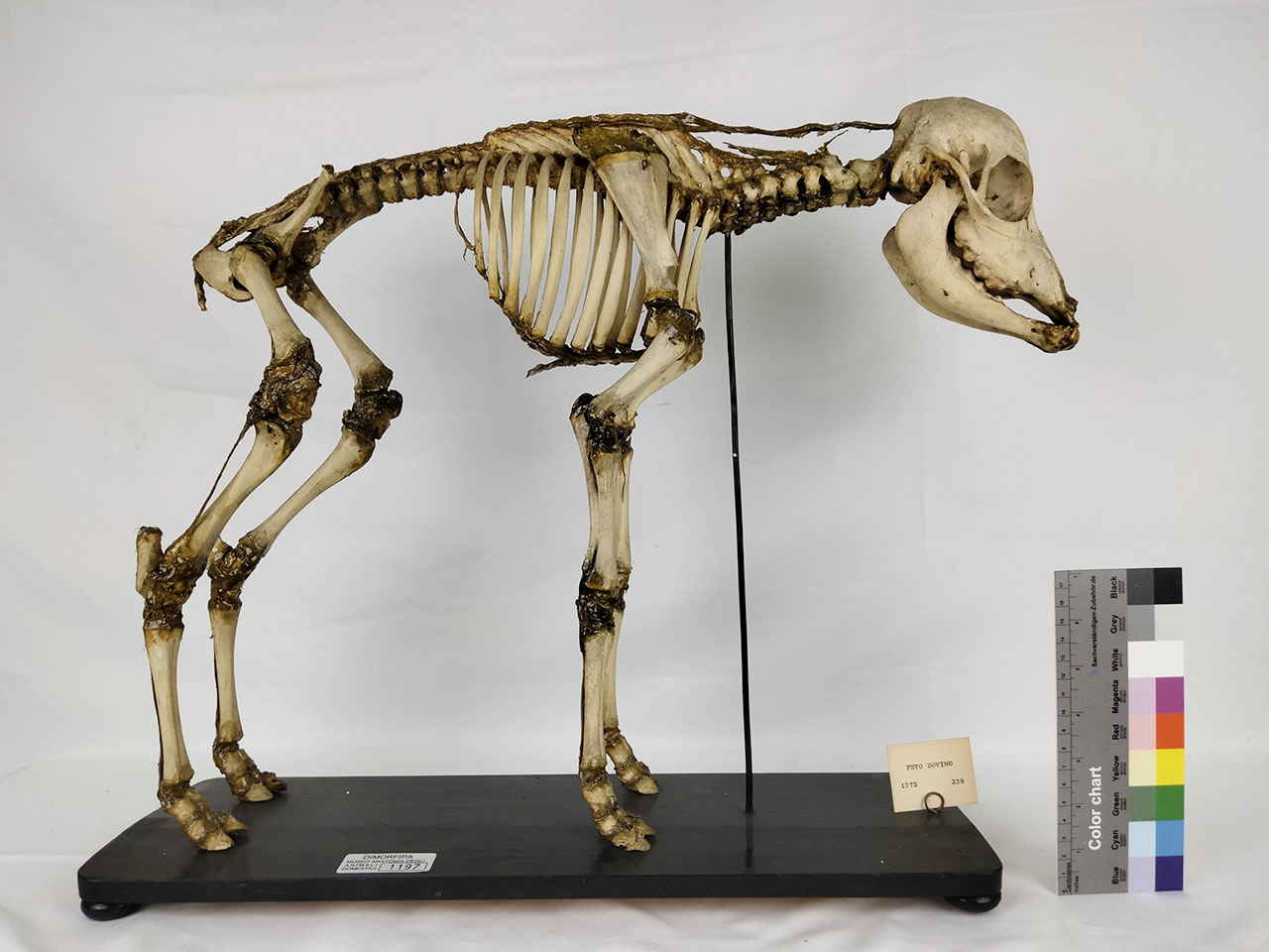VERTEBRATI/ MAMMIFERI/ bovino (esemplare)