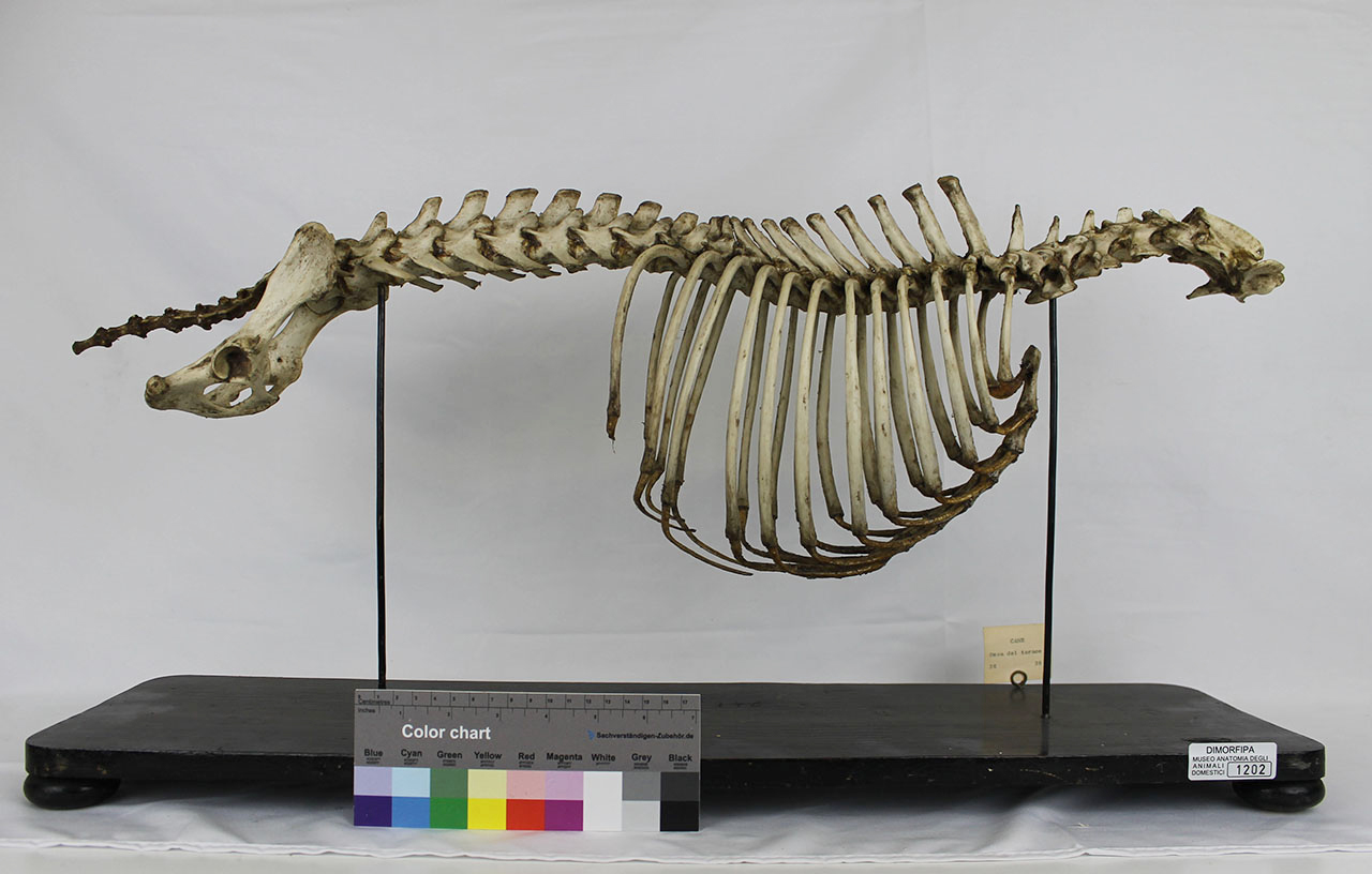 VERTEBRATI/ MAMMIFERI/ cane (esemplare)