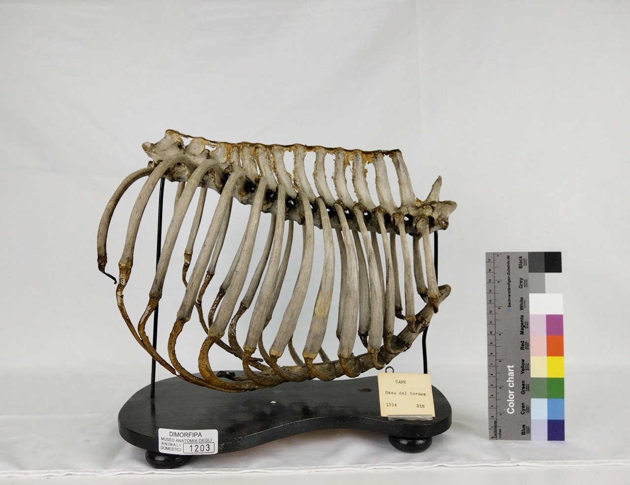 VERTEBRATI/ MAMMIFERI/ cane (esemplare)