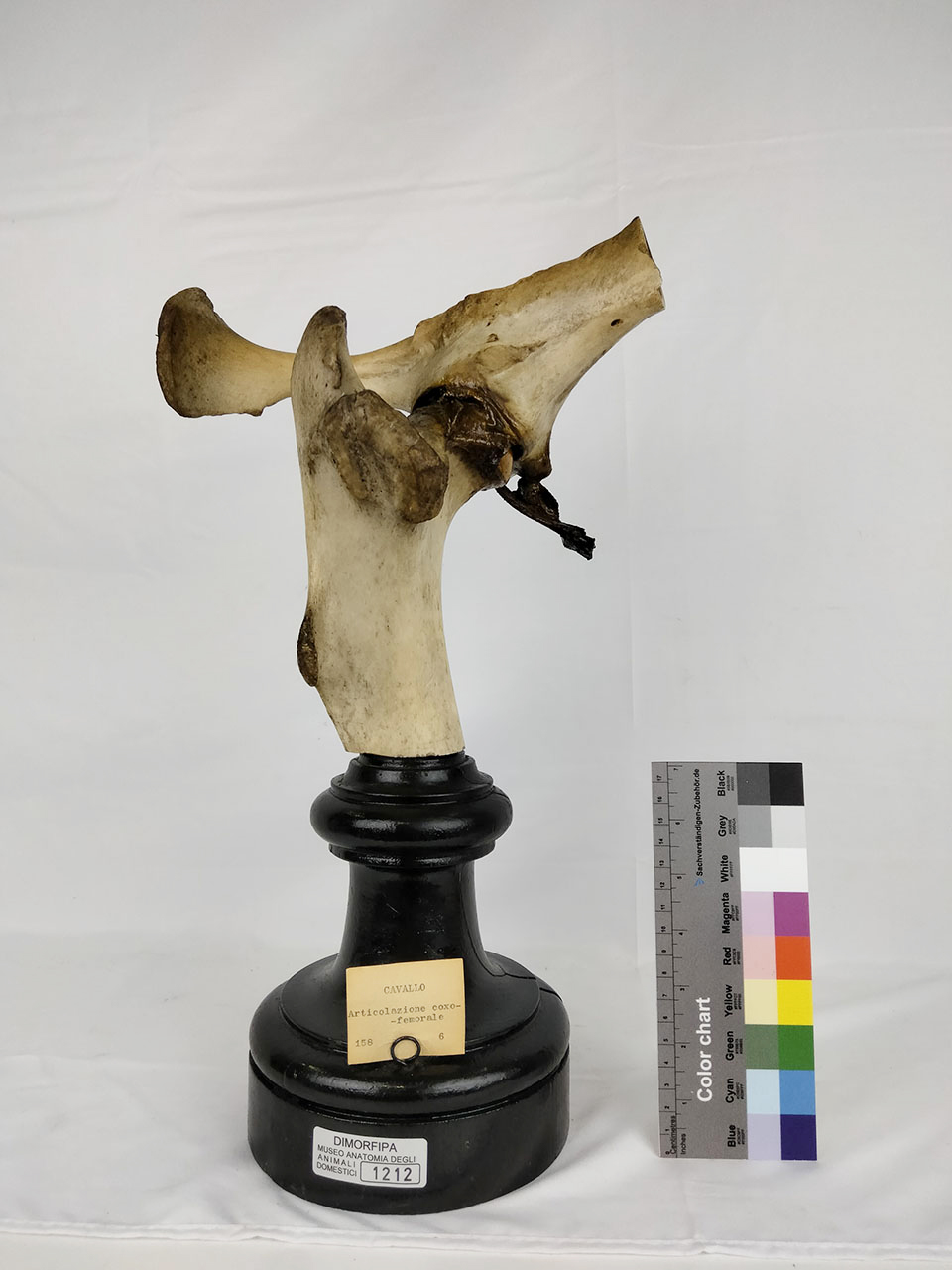 VERTEBRATI/ MAMMIFERI/ cavallo (esemplare)