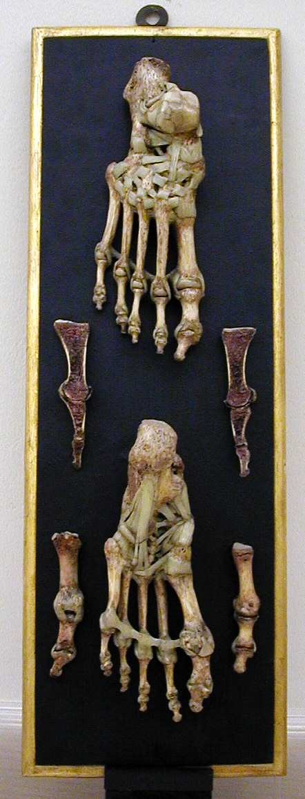 modello, anatomico di Astorri, Giuseppe (primo quarto XVIII-XIX secc)
