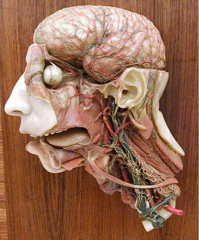 modello, anatomico di Susini, Clemente (primo quarto XIX sec)
