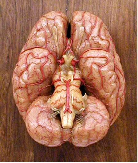 modello, anatomico di Susini, Clemente (XIX sec)