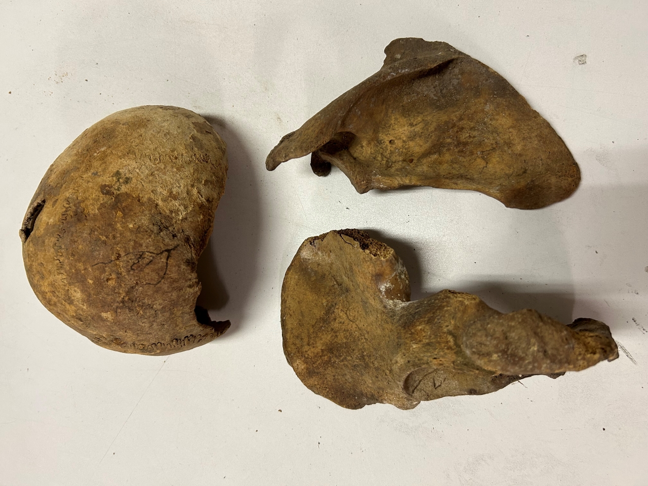 reperti antropologici pertinenti a un unico individuo, reperti ossei (non determinabile)