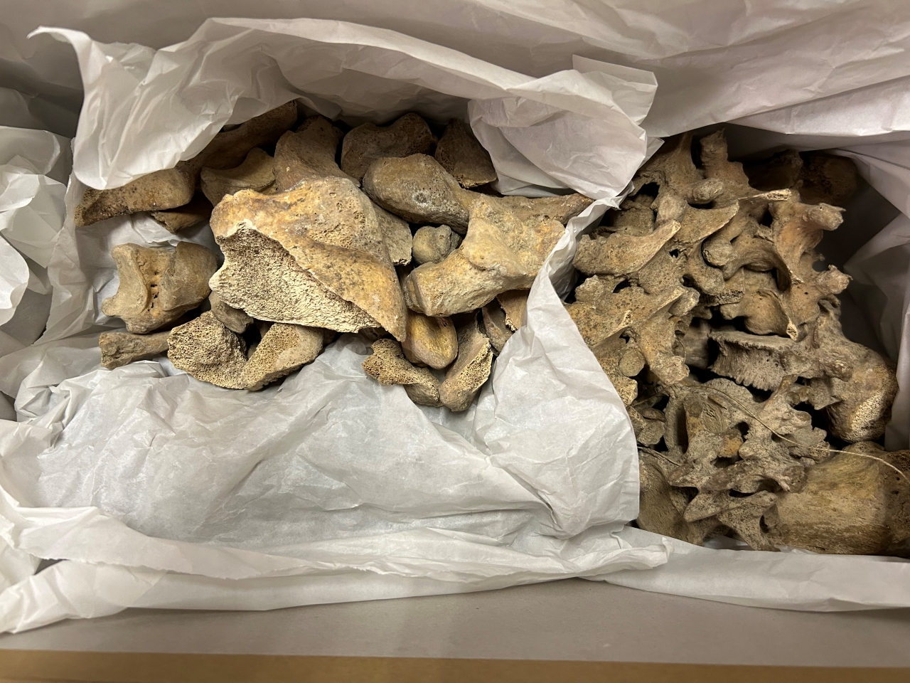 reperti antropologici pertinenti a un unico individuo, reperti ossei (non determinabile)