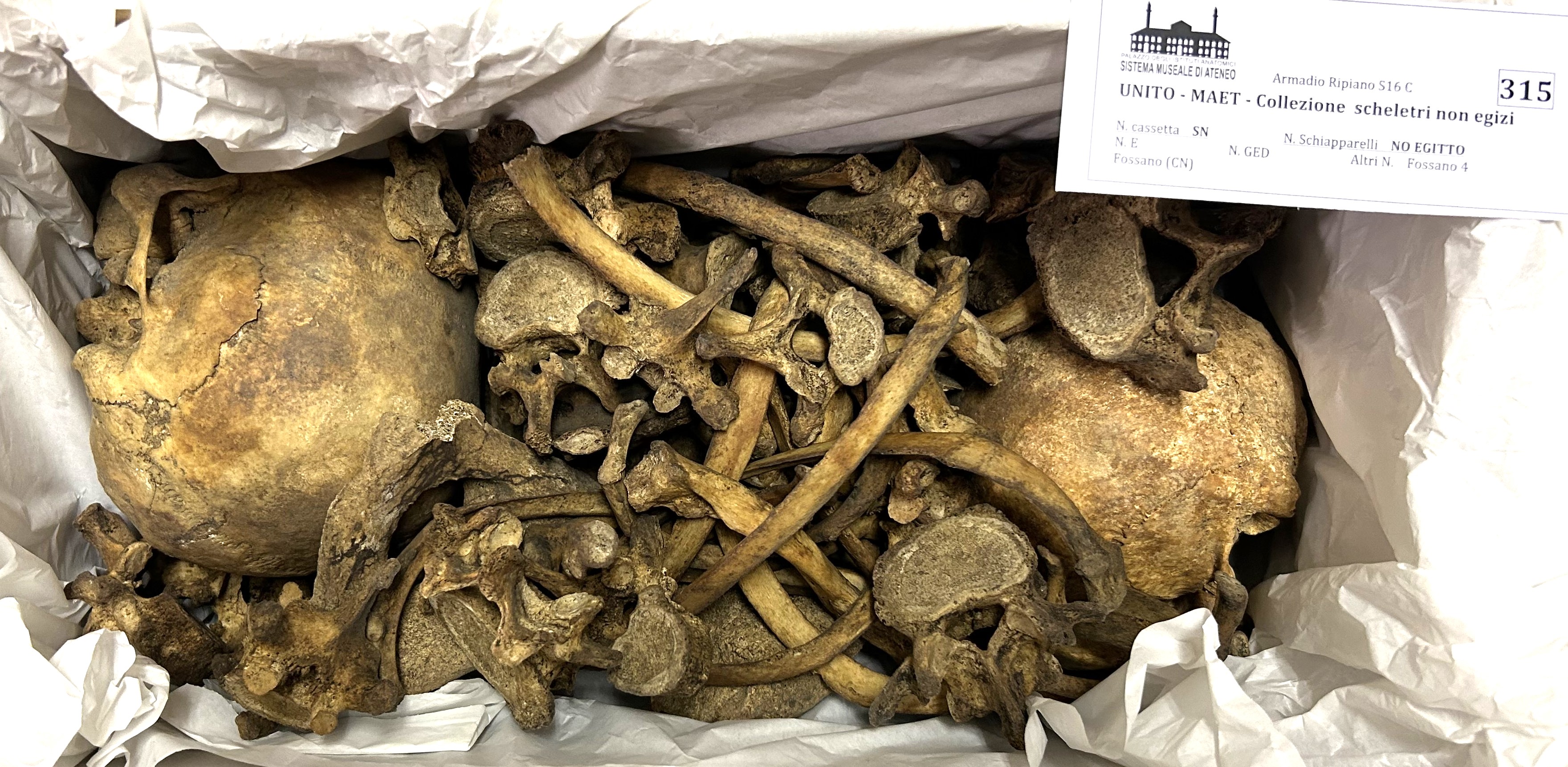 reperti antropologici pertinenti a più individui, reperti ossei (non determinabile)