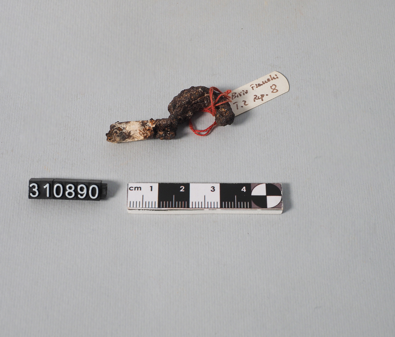 fibula/ ad arco ingrossato (VI a.C)