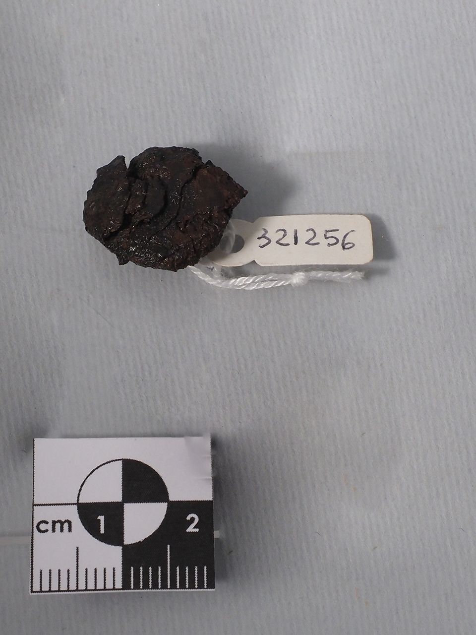 chiodo/ testa - produzione magnogreca (ultimo quarto IV a.C)