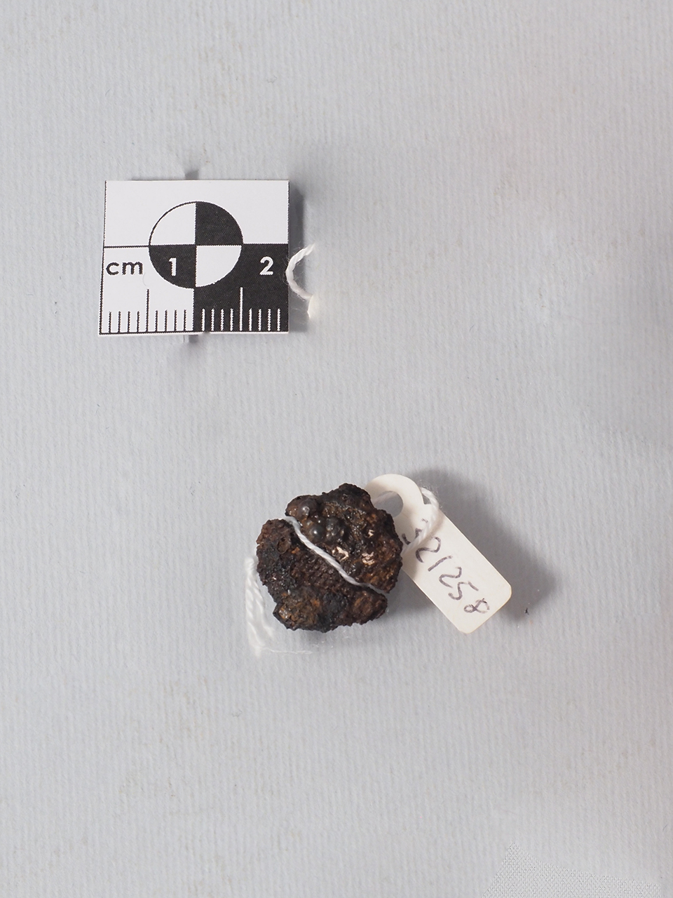 chiodo/ testa - produzione magnogreca (ultimo quarto IV a.C)