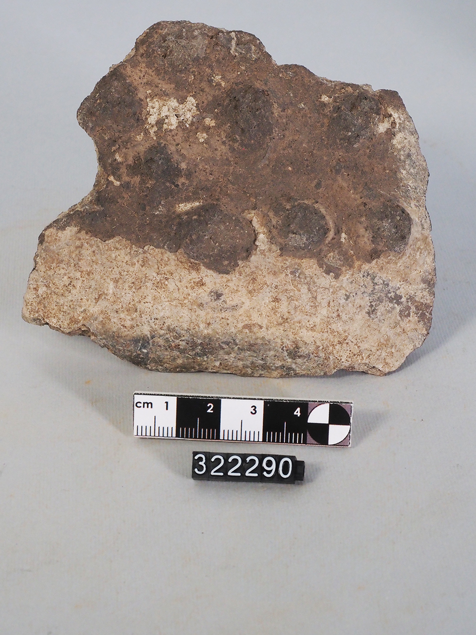 vaso/ frammento - Produzione enotria (Età del Bronzo recente)