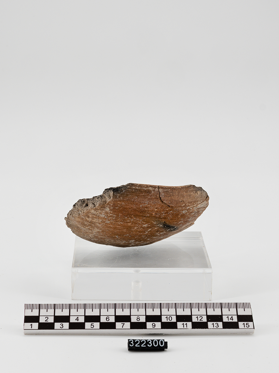 ciotola/ fondo - Produzione enotria (Età del Bronzo recente)