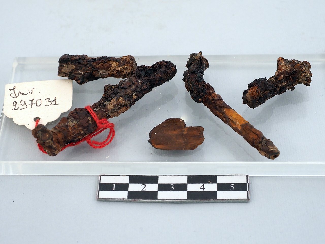 fibula (seconda metà SECOLI/ V a.C)