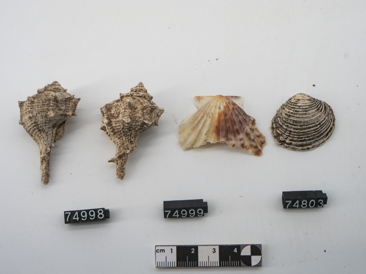 ex voto/ zoomorfo, Conchiglia (SECOLI/ IV a.C)