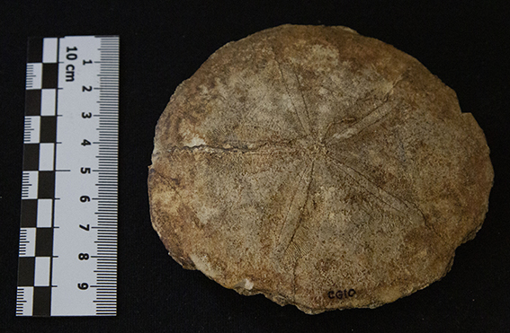 fossile (esemplare)