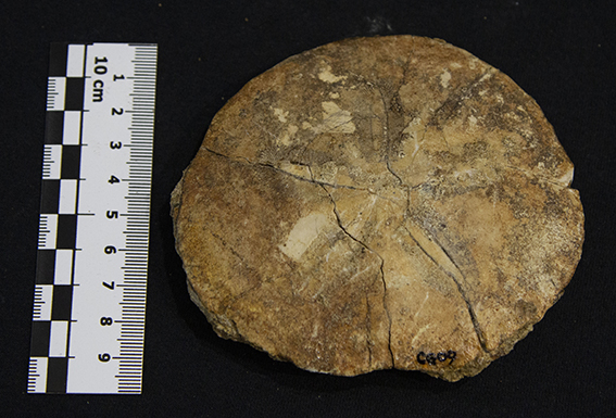 fossile (esemplare)