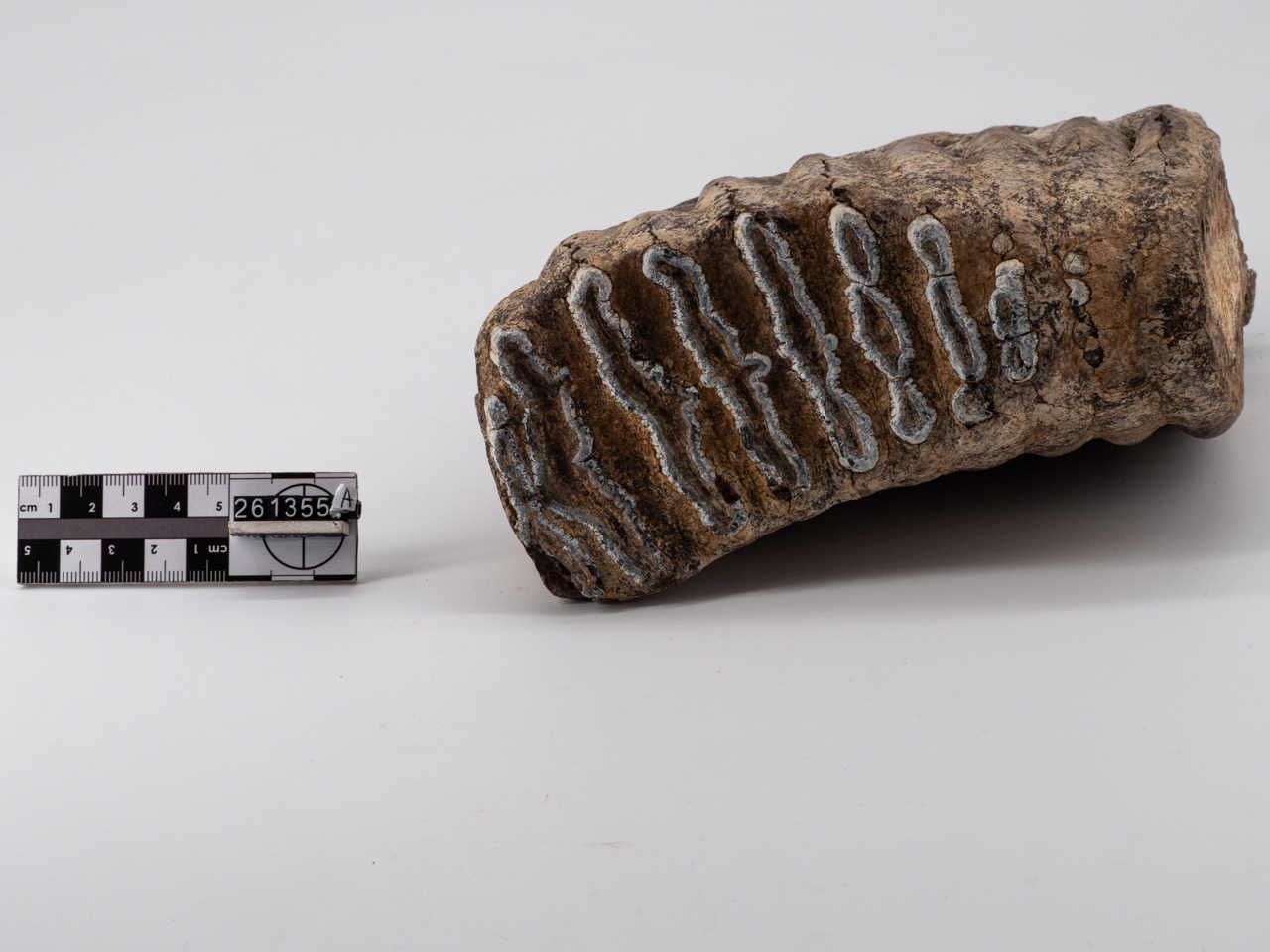 fossile/ molare (Paleolitico inferiore)