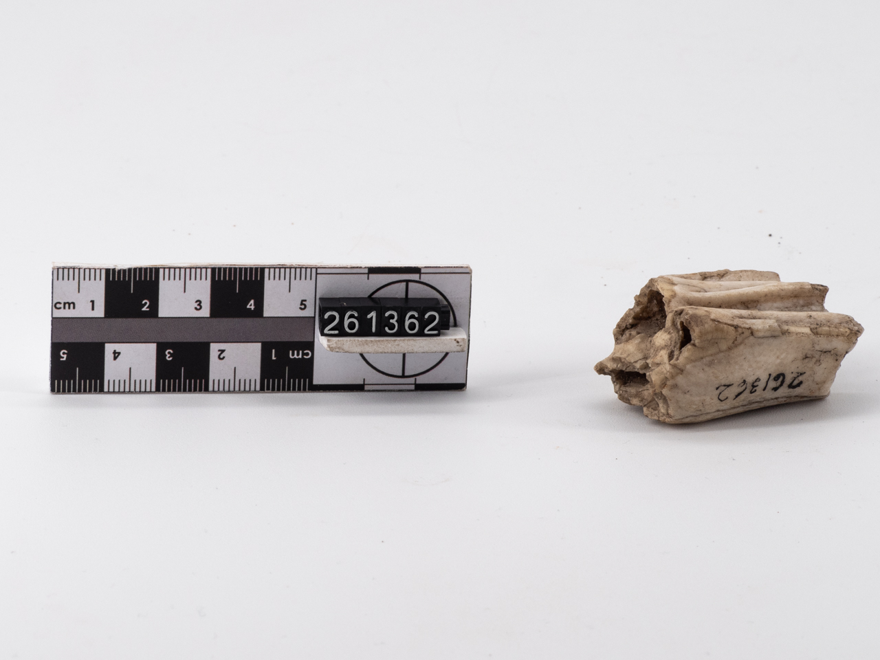 fossile/ dente (Paleolitico inferiore)