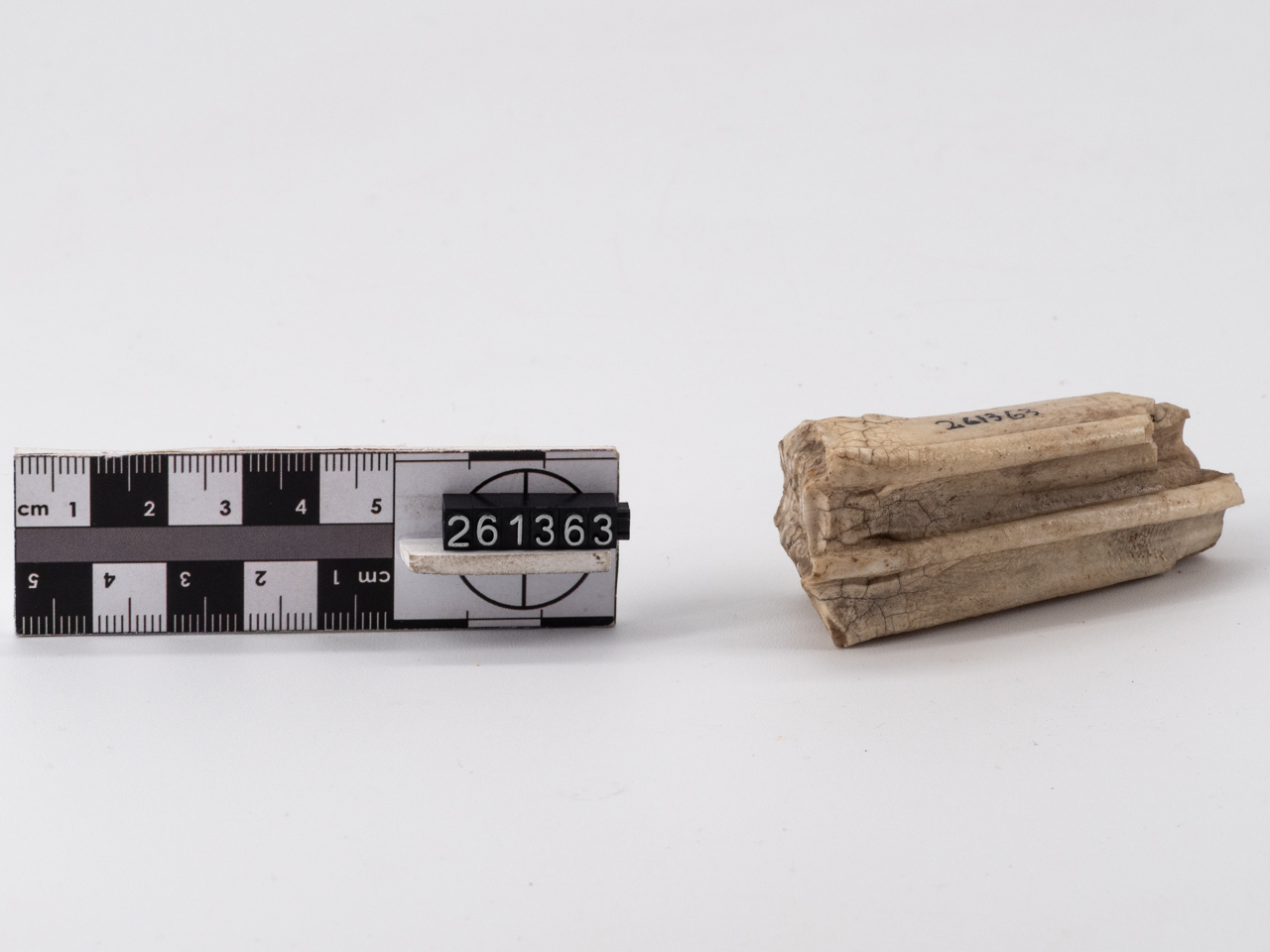 fossile/ dente (Paleolitico inferiore)