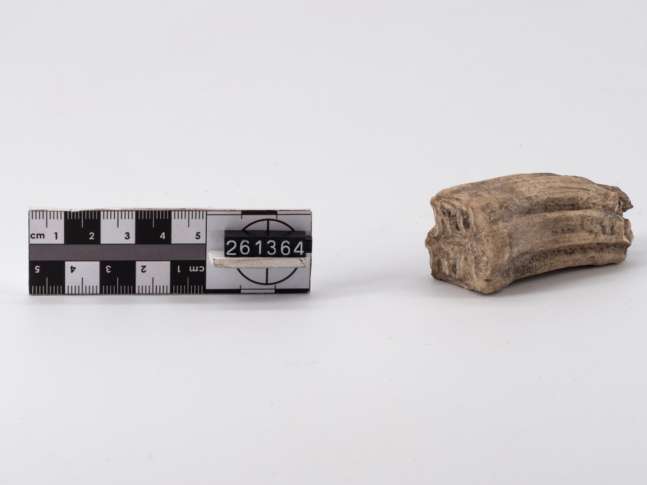 fossile/ dente (Paleolitico inferiore)