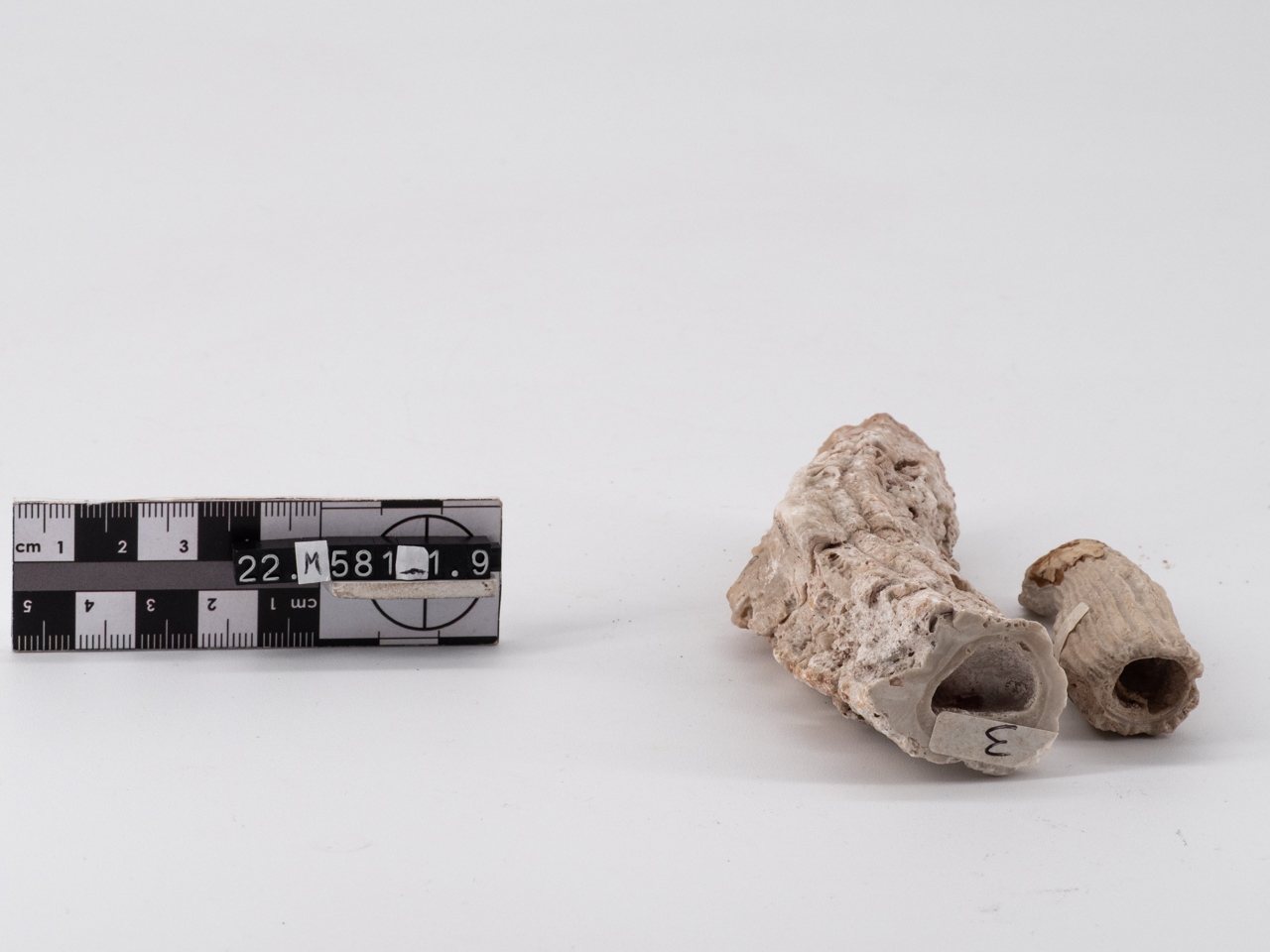 fossile/ rudista, lamellibranchi (Cretaceo)