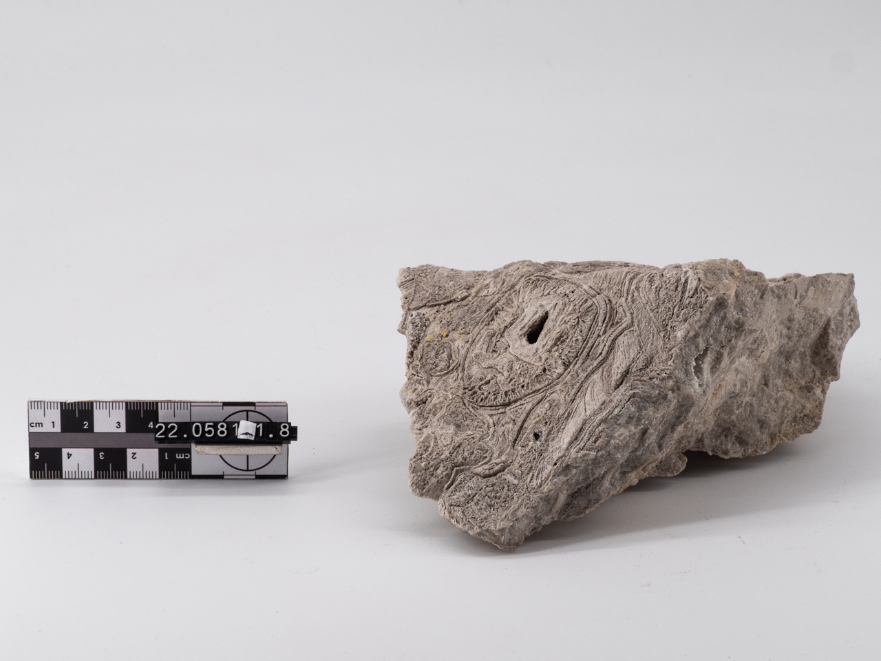 fossile/ rudista (Cretaceo/ Inferiore)