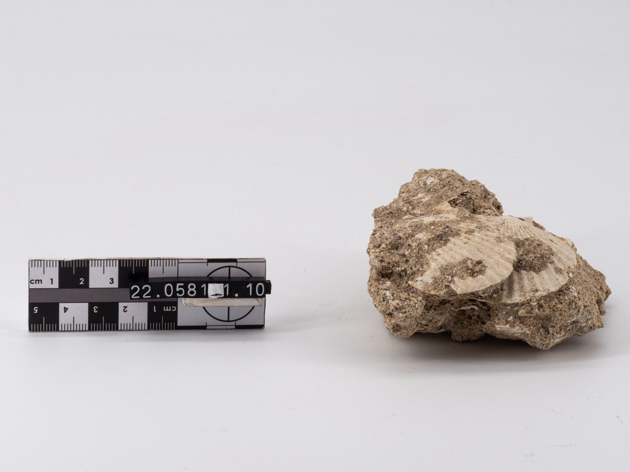 fossile/ sabbie di Aliano, bivalve (Paleolitico inferiore)