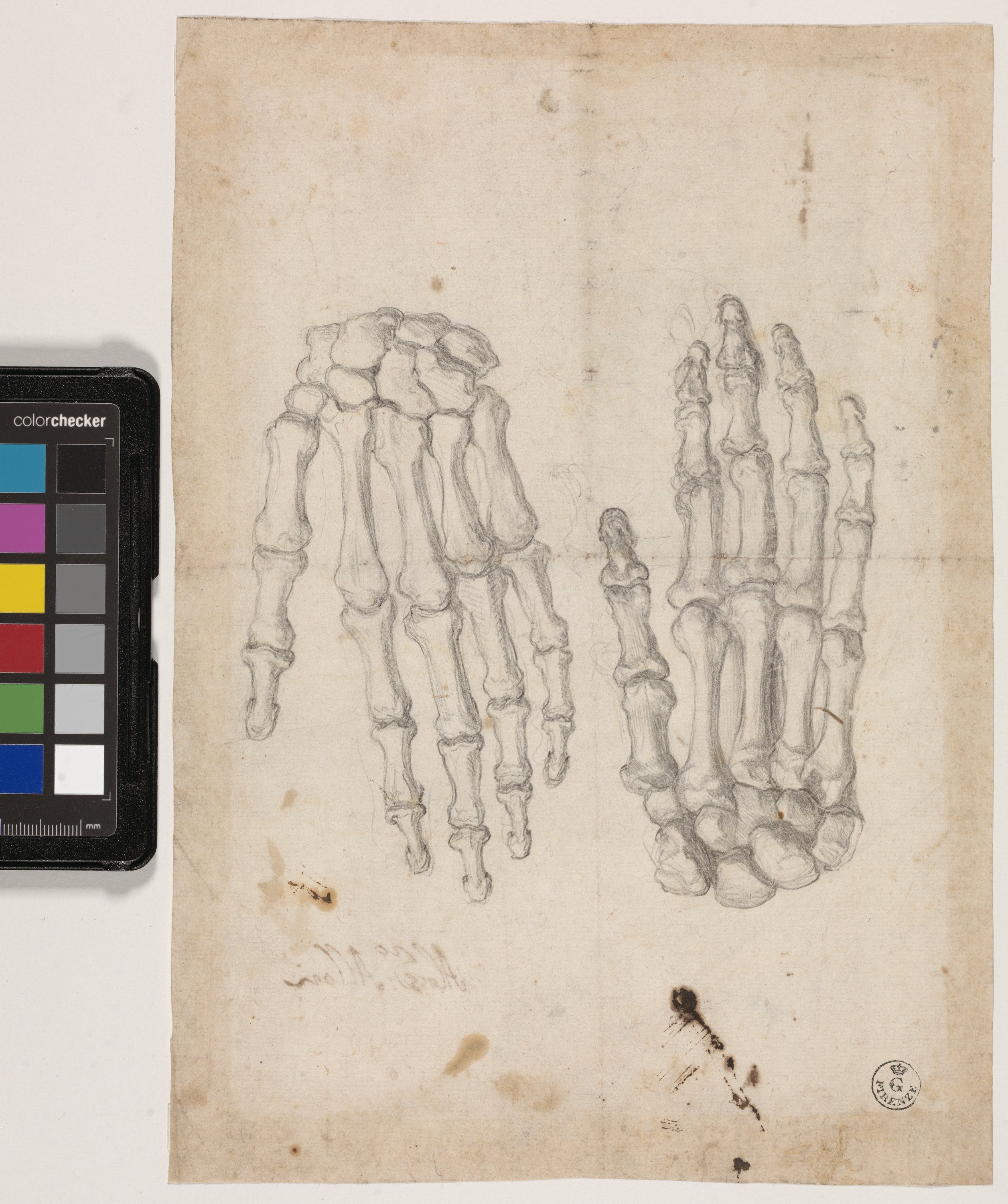 Studio anatomico di scheletro di mani (disegno) di Allori Alessandro (terzo quarto XVI)