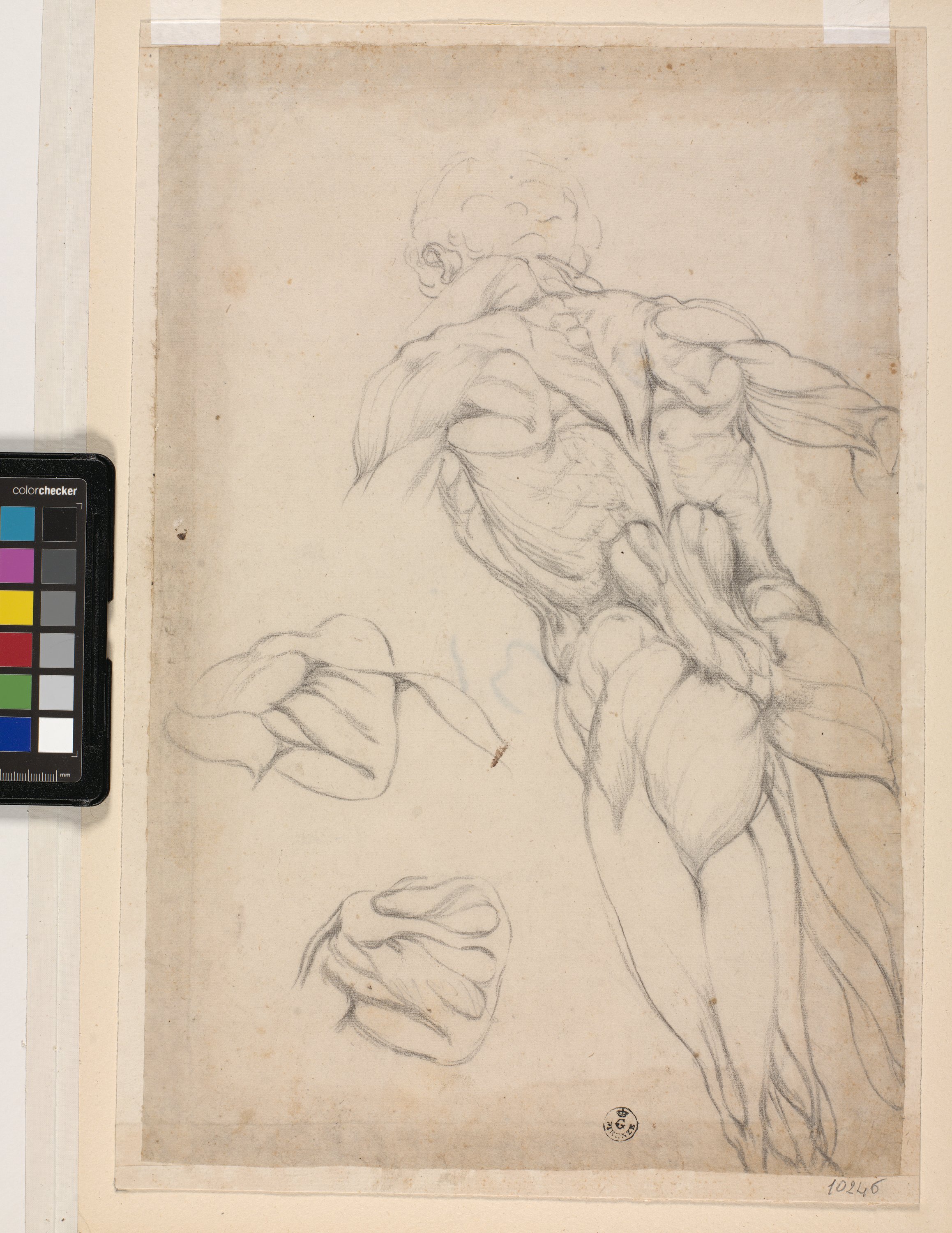 Studi anatomici di figura maschile (disegno) di Allori Alessandro (terzo quarto sec. XVI)