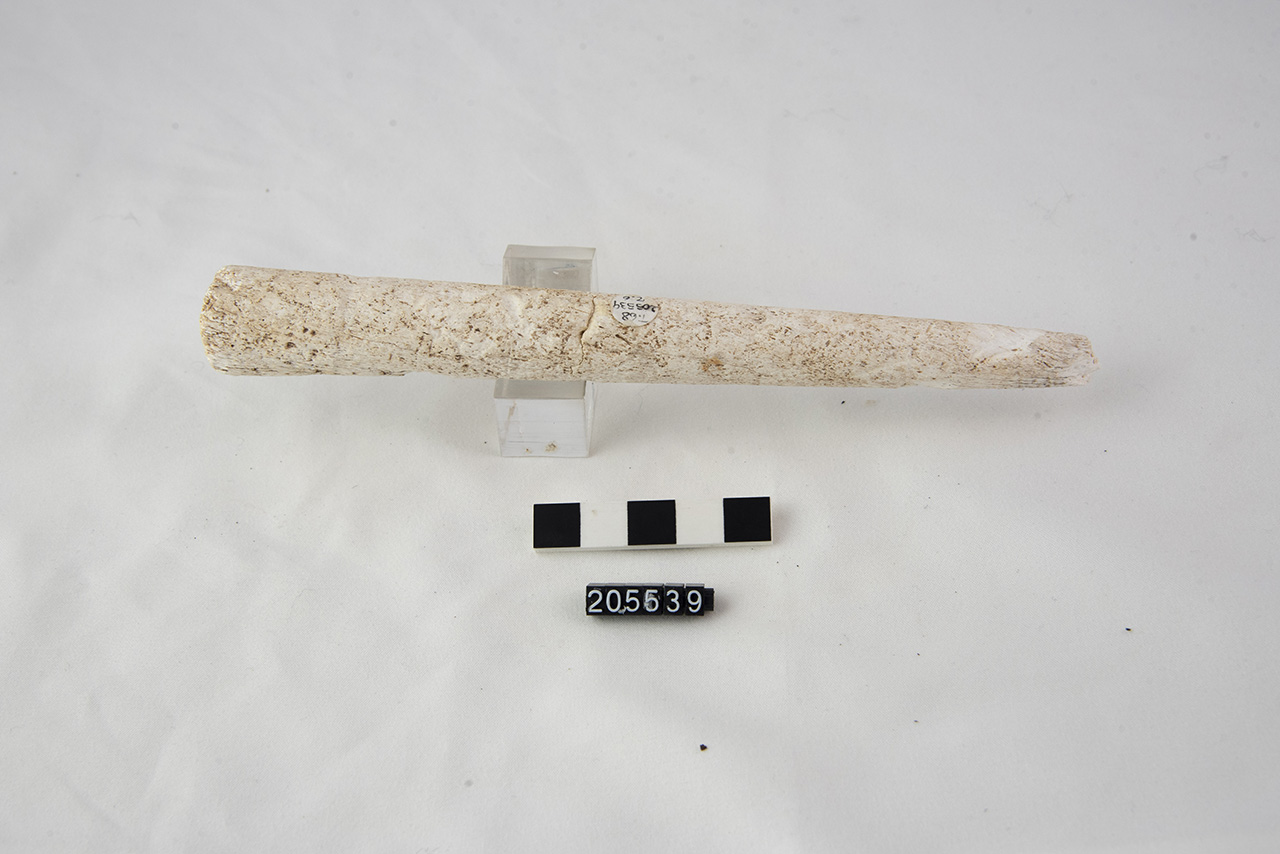 punteruolo (SECOLI/ II a.C./ I a.C)