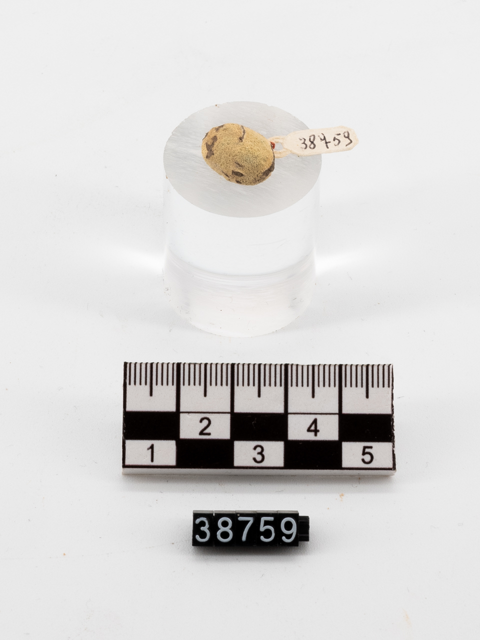 amuleto/ a forma di scarabeo (SECOLI/ VI a.C)