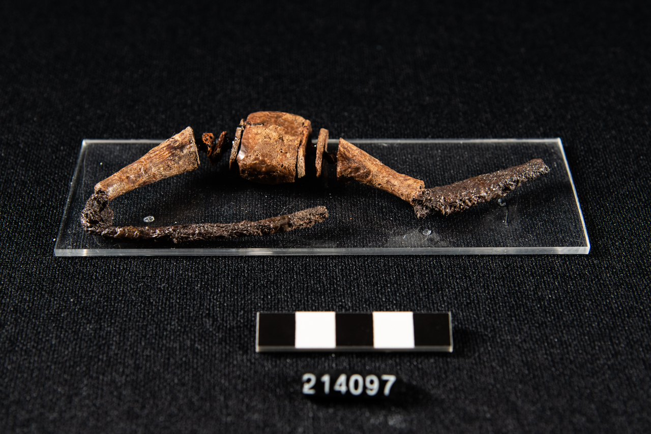 fibula/ ad arco rivestito (fine/ inizio VII-VI sec. a.C)