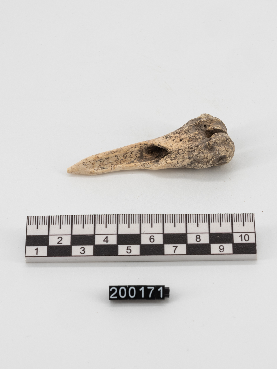 punteruolo (fine MILLENNI/ IV millennio a.C)