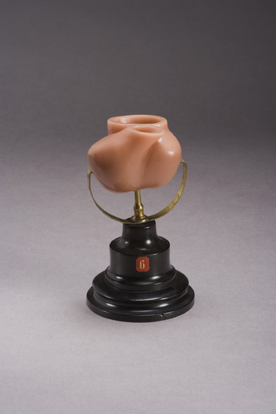 EMBRIONE DI ZIEGLER, sviluppo del cuore di embrione umano (modello anatomico, opera isolata) di Ziegler, Friedrich (laboratorio) (fine XIX)