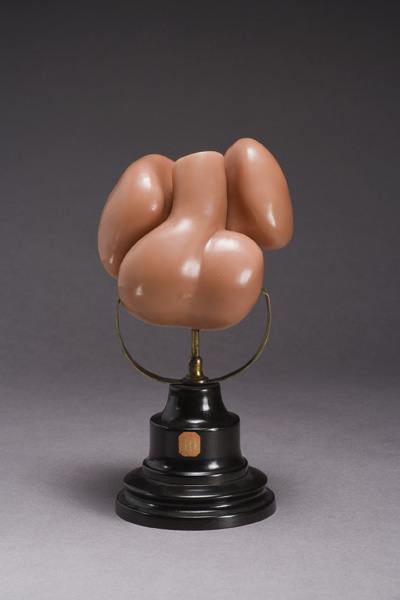 EMBRIONE DI ZIEGLER, sviluppo del cuore di embrione umano (modello anatomico, opera isolata) di Ziegler, Friedrich (laboratorio) (fine XIX)