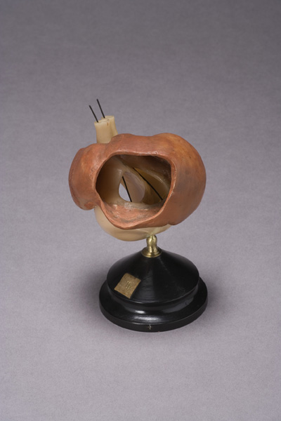 EMBRIONE DI ZIEGLER, sviluppo del cuore di embrione umano (modello anatomico, opera isolata) di Ziegler, Friedrich (laboratorio) (fine XIX)