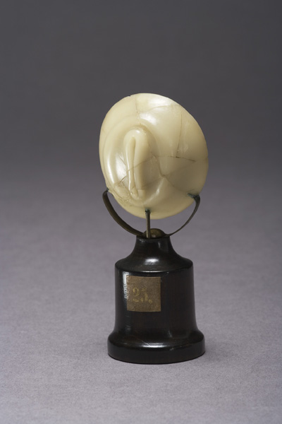 EMBRIONE DI ZIEGLER, sviluppo dell'embrione umano (modello anatomico, opera isolata) di Ziegler, Friedrich (laboratorio) (fine XIX)