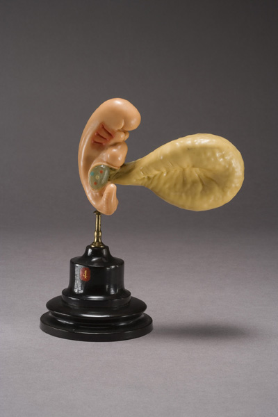 EMBRIONE DI ZIEGLER, sviluppo dell'embrione umano (modello anatomico, opera isolata) di Ziegler, Friedrich (laboratorio) (fine XIX)