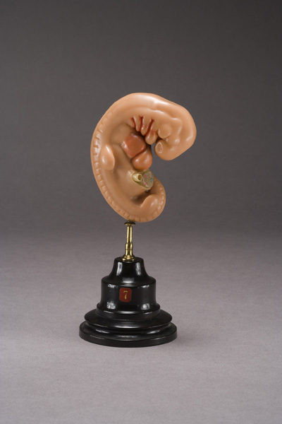 EMBRIONE DI ZIEGLER, sviluppo dell'embrione umano (modello anatomico, opera isolata) di Ziegler, Friedrich (laboratorio) (fine XIX)